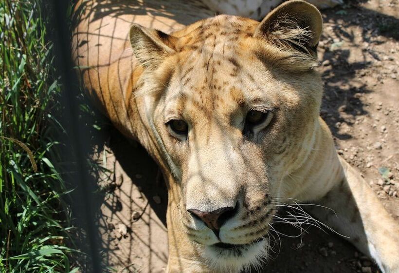 Отель Cedar Lodge And Settlement