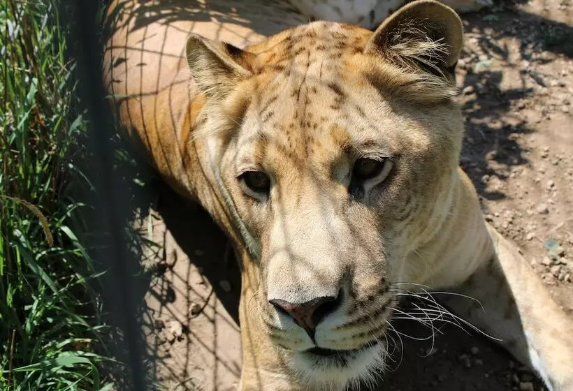 هتل Cedar Lodge And Settlement