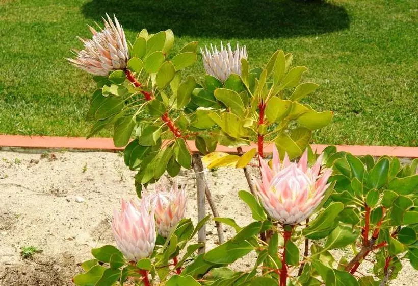 酒店 Quinta Da Boavista  Duna Parque Group