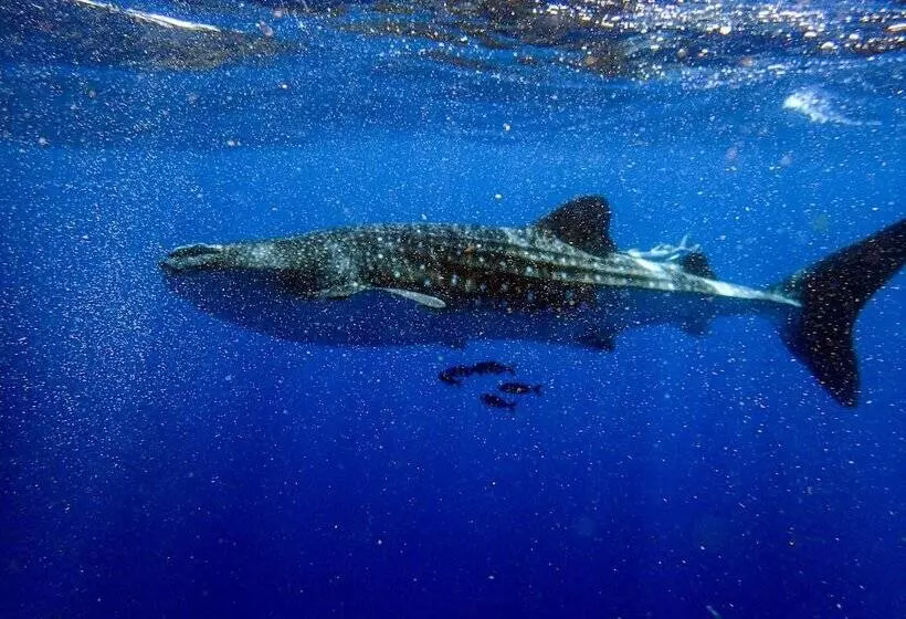 هتل Temple Point Resort