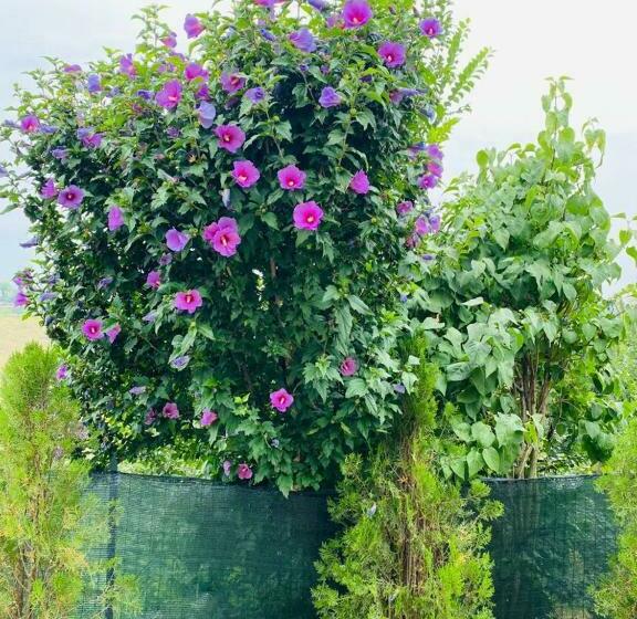 住宿加早餐 A Casa Di Anna