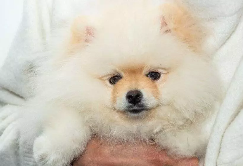 Szálloda Ghl Collection 93