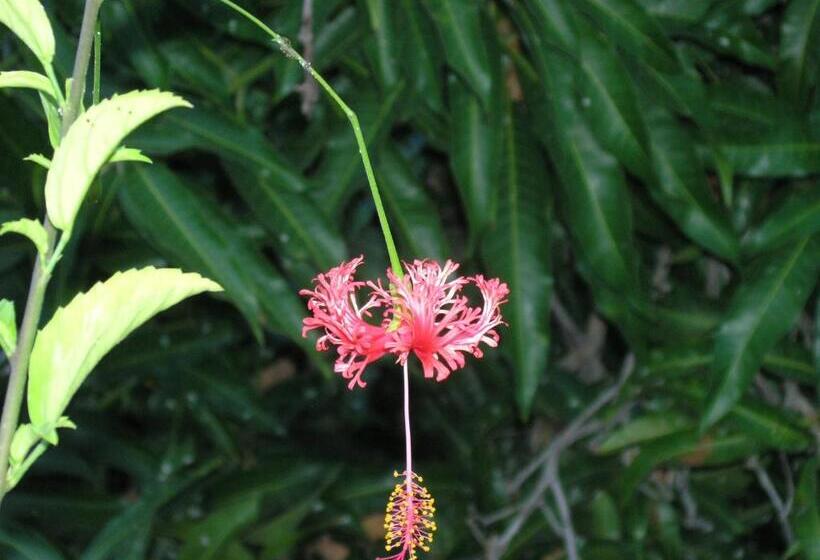 בית מלון כפרי Jardín Concha