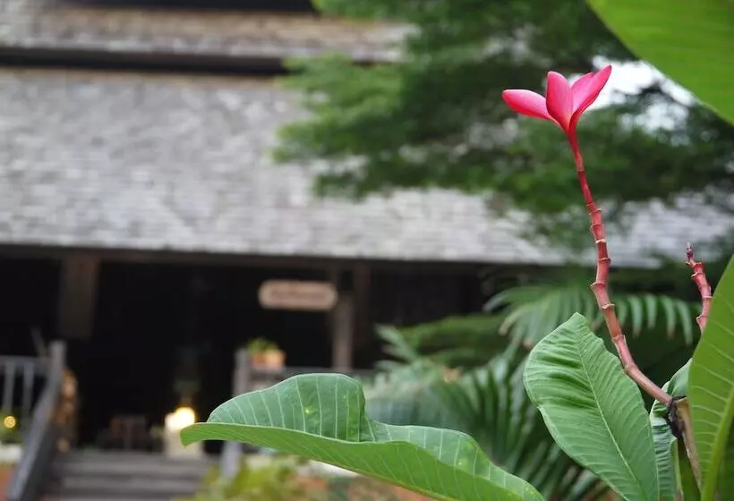 Отель Rainforest Chiangmai