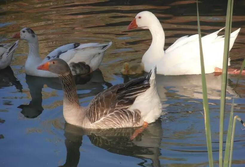 Oasis Country Park   Campground