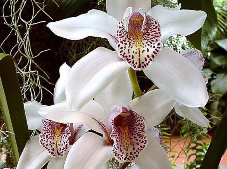 Valia Apartments In Kiriri With Panoramic View