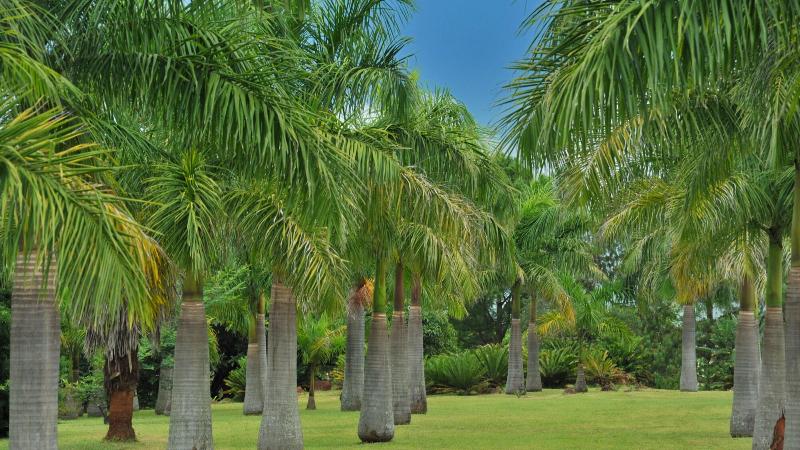 Отель Summerfield Luxury Resort & Botanical Garden