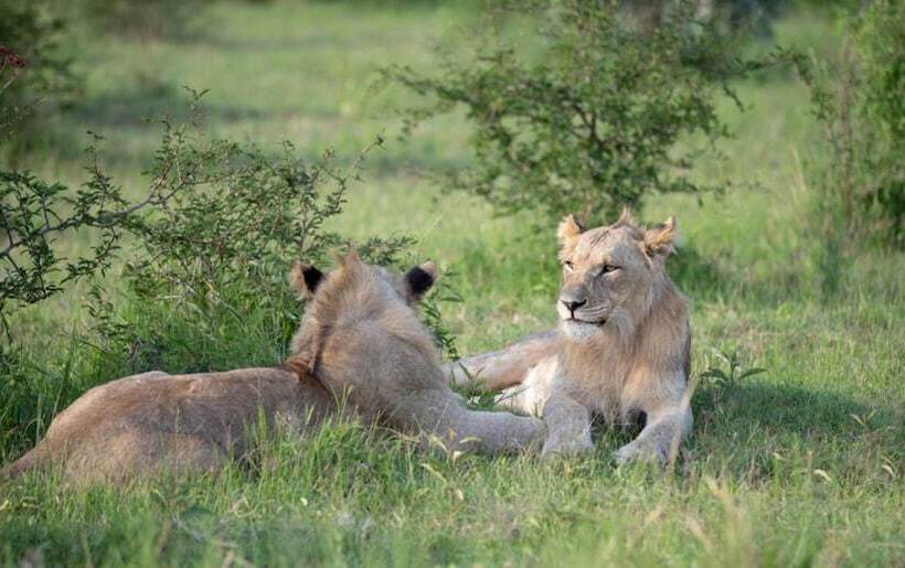 酒店 Mhondoro Safari Lodge & Villa