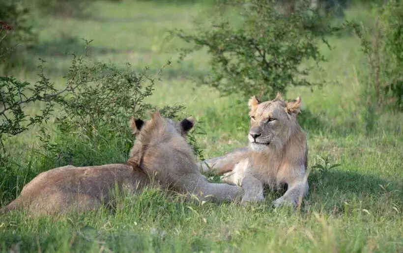Hotelli Mhondoro Safari Lodge & Villa