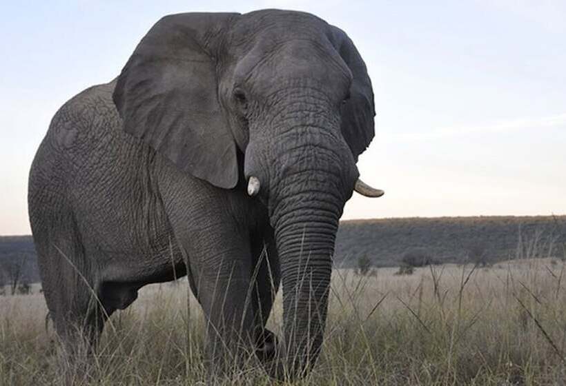 酒店 Mhondoro Safari Lodge & Villa