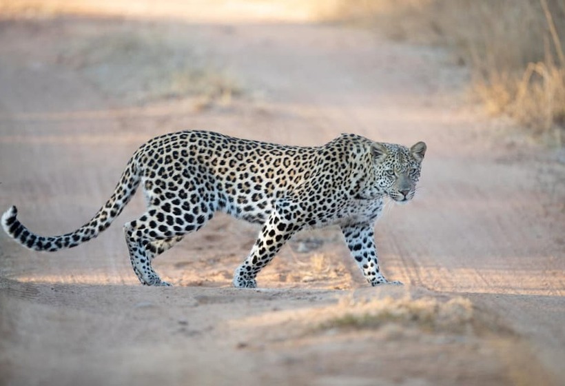 酒店 Mhondoro Safari Lodge & Villa