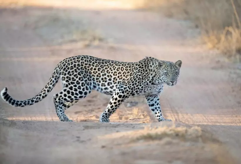 Hotelli Mhondoro Safari Lodge & Villa