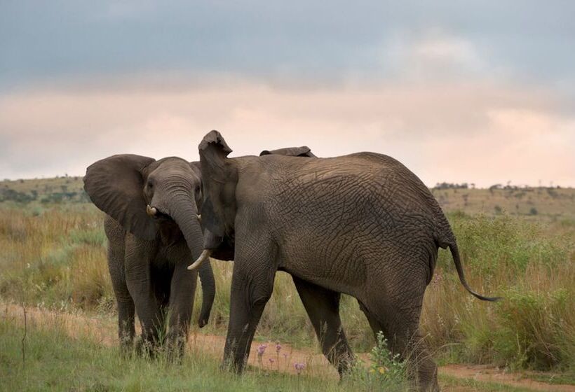 酒店 Mhondoro Safari Lodge & Villa