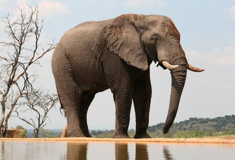 酒店 Mhondoro Safari Lodge & Villa