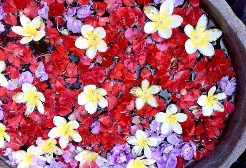 Pension (Hôtel basse catégorie) White Lotus Oasis