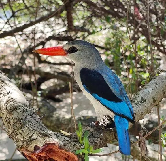 Hotelli Karibu Beach Resort