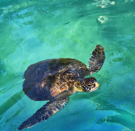 فندق Karibu Beach Resort