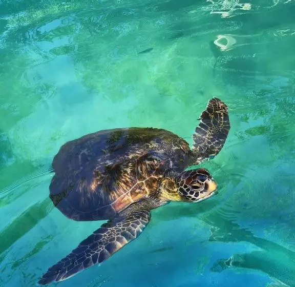 Hotelli Karibu Beach Resort