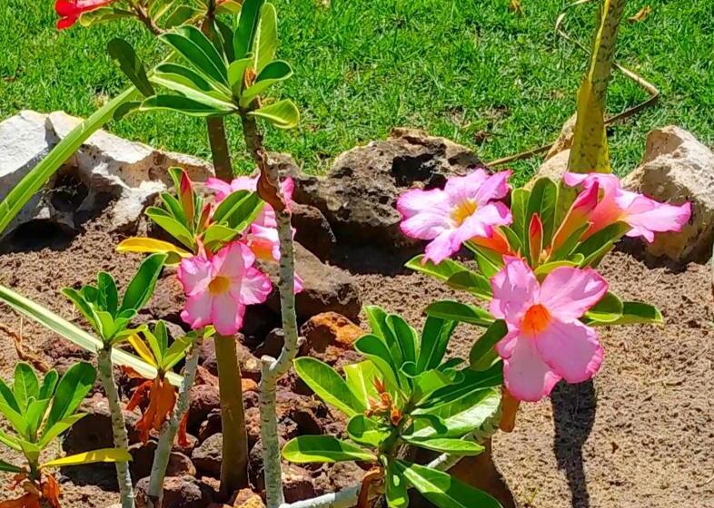 پانسیون Pousada área Talismã