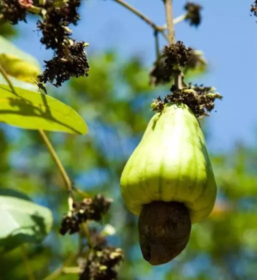Resort Frog Beach House