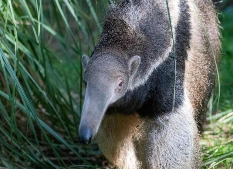 Пансион La Micocoule