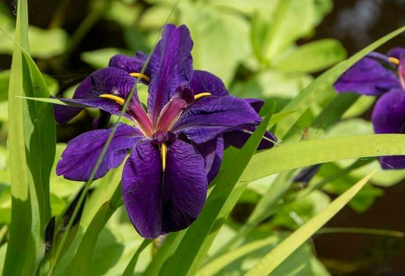 צימר B And B Suite No.3