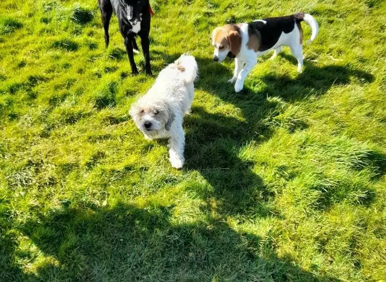 ベッドアンドブレックファースト Shadowvale E34x773