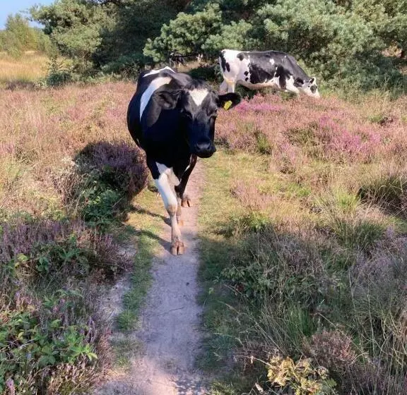 Bed & Breakfast Beilerhorst