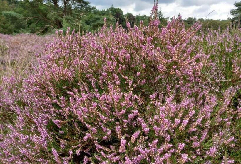 Bed & Breakfast Beilerhorst