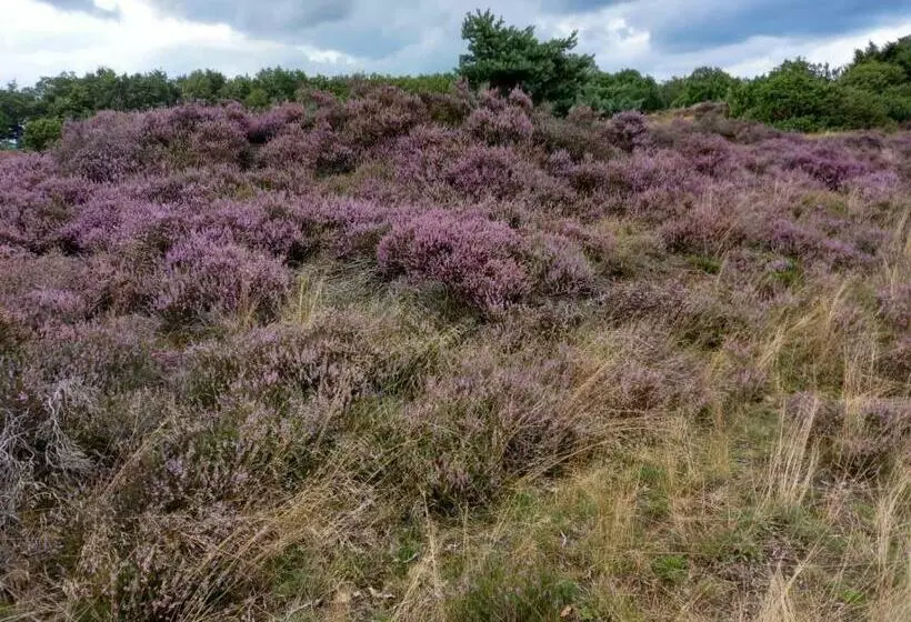 Bed & Breakfast Beilerhorst