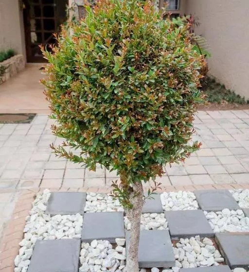 Majatalo 4 Gazelle Guesthouse