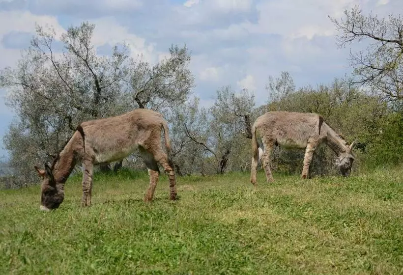 ホテル Agriturismo La Lampada Di Atena