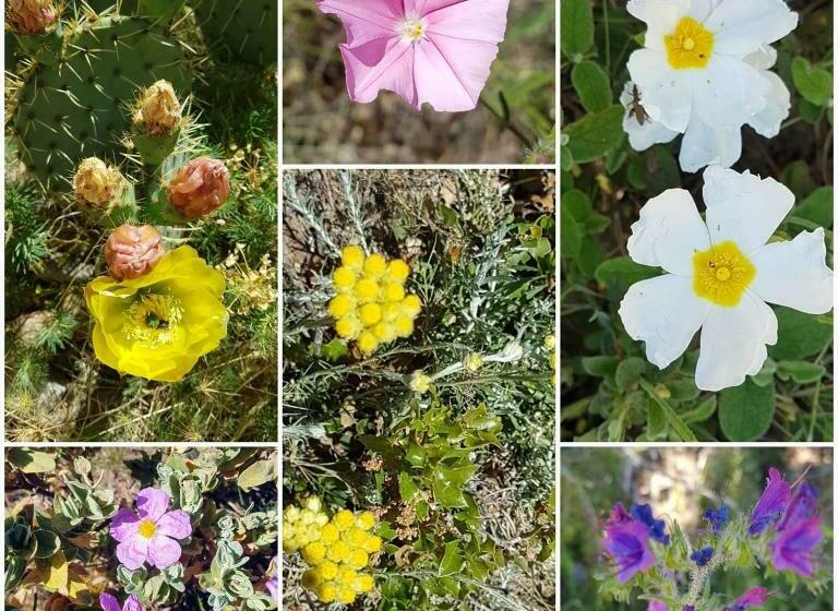 Пансион La Cabane Du Pesquier En Provence