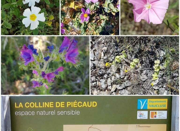 Пансион La Cabane Du Pesquier En Provence