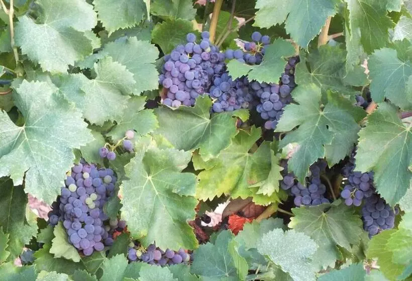 Bed and Breakfast Sur La Bonnefooi