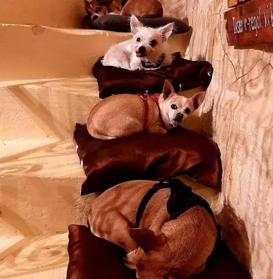 تختخواب و صبحانه The Lyndee House