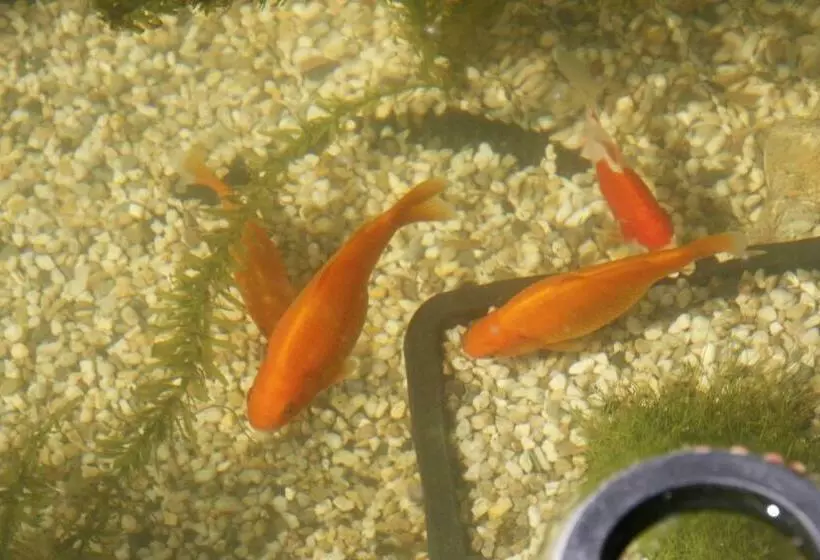 Majatalo Gästezimmer Zum Rotem Karpfen