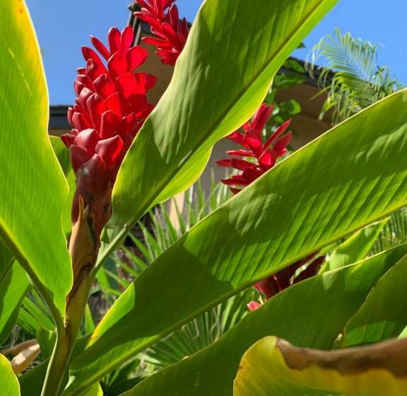 Kihei Maui Island Style, Beach, Pool, Restaurants Kihei Gardens Estates