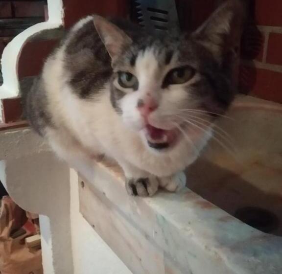 بنسيون Del Rey Guest House