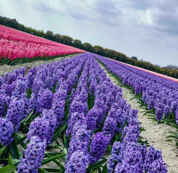 بنسيون émeraude