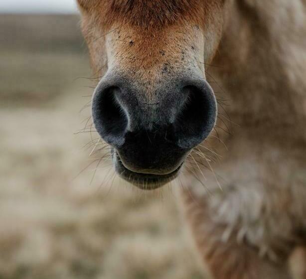 Общежитие Dartmoor Inn