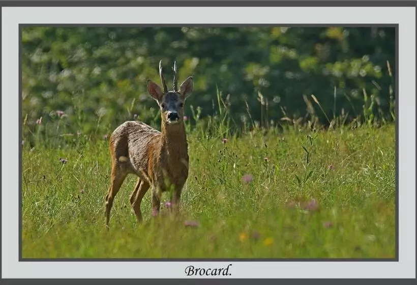 Aamiaismajoitus (B&B) Les Chambres De Liane