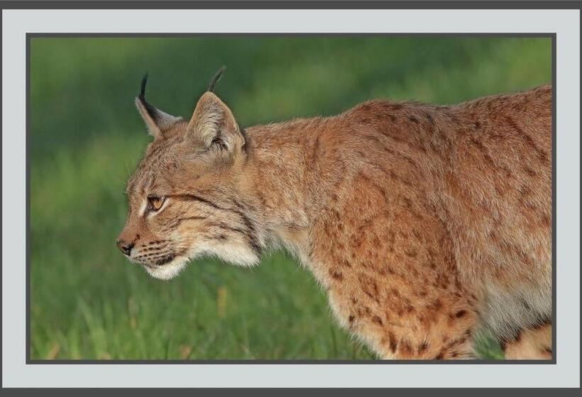 住宿加早餐  Les Chambres De Liane