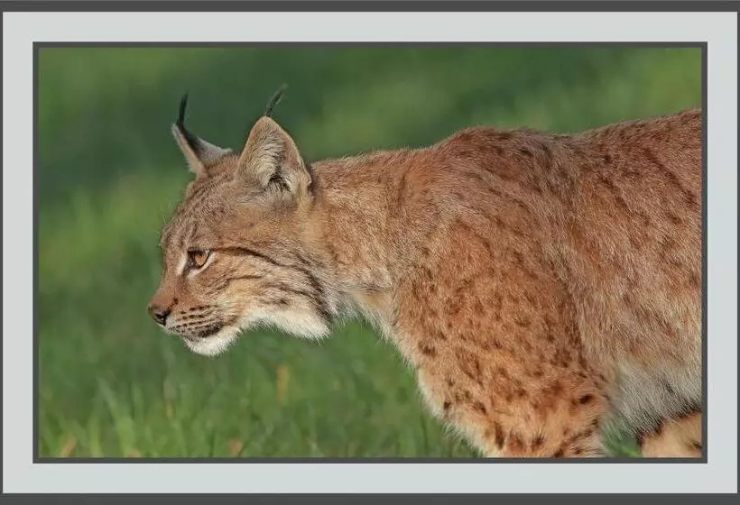 Aamiaismajoitus (B&B) Les Chambres De Liane