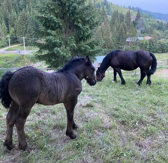 Пансион Casa Agroturistica Tarancuta Din Vatra Moldovitei
