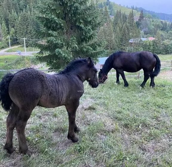 پانسیون Casa Agroturistica Tarancuta Din Vatra Moldovitei