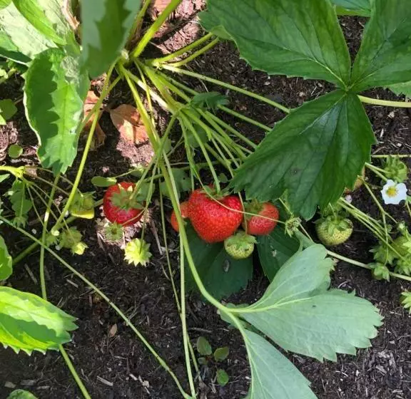 Foresters Lodge Bed And Breakfast, Near Loch Ness