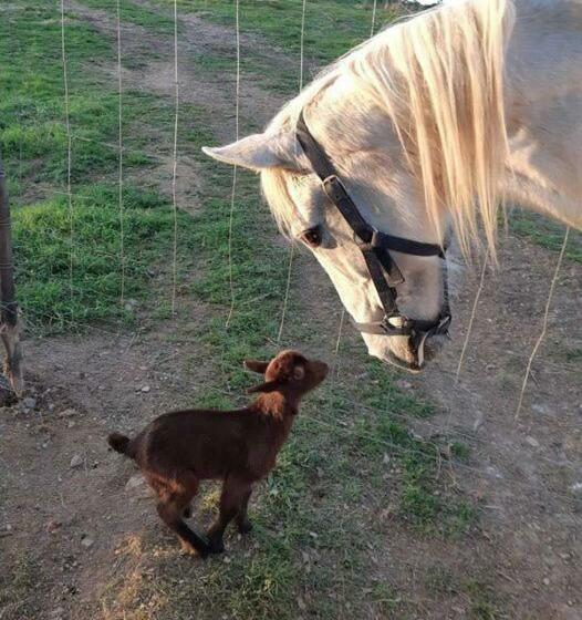 هتل Cerro Da Campaniça