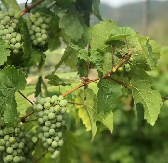 Aamiaismajoitus (B&B) Das Moselhaus