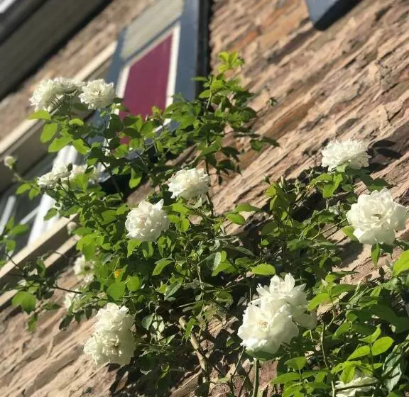 Aamiaismajoitus (B&B) Das Moselhaus